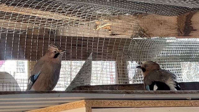 СОЙКИ СОЗДАЛИ ПАРУ 💕💕💕 смотреть онлайн