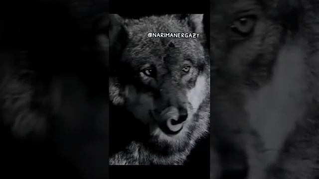 ҰЛЫ(ұлы жүз)ОРДА(орта жүз)КҮШ(кіші жүз).ҰЛЫ,ОРДА,ЖҮЗ. смотреть онлайн
