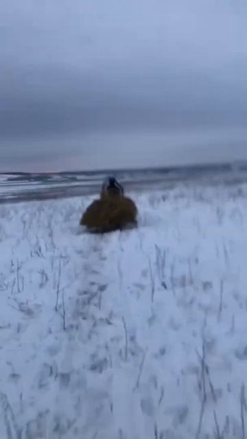 Пранк над собакой смотреть онлайн