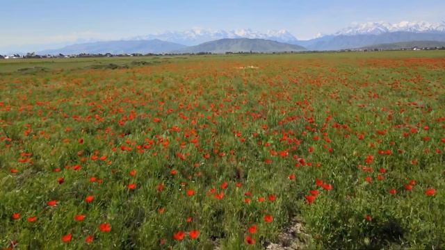 Poppies blooming near Bishkek, Kyrgyzstan смотреть онлайн