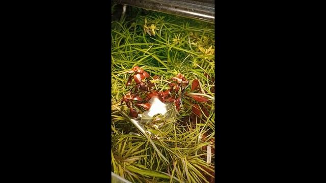 Людвигия супер ред (Ludwigia super red) смотреть онлайн