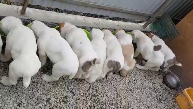 Помёт "У" от пары Азия-Юг байлам и Сильвия Ан-Нассир смотреть онлайн