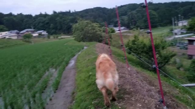 田んぼの畦道を通ってゴールデンレトリバーと帰り道 смотреть онлайн