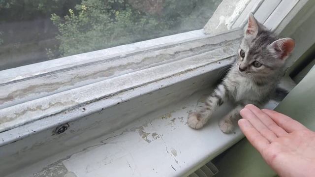 Найденные котята играют на окне.Арчи и Алиса.😺 смотреть онлайн