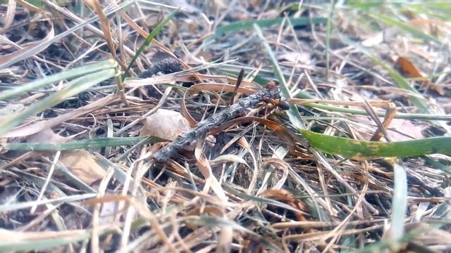 Муравьи - силачи :)