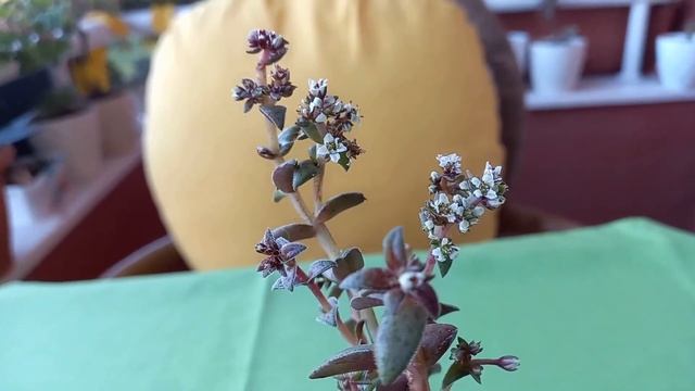 3 SKULENT: PORTULUCA AFRA VERİAGATA, CRASSULA EXİLİS VE KİWİ ÇİÇEĞİ BAKIMI VE ÇOĞALTILMASI смотреть онлайн