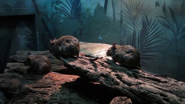 Degu 1 смотреть онлайн