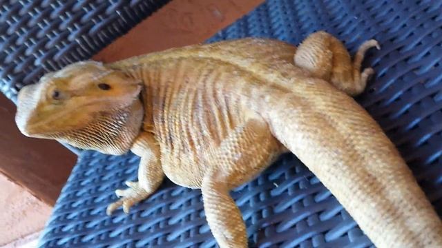 Bearded Dragon Female Citrus Leatherback Chowder смотреть онлайн
