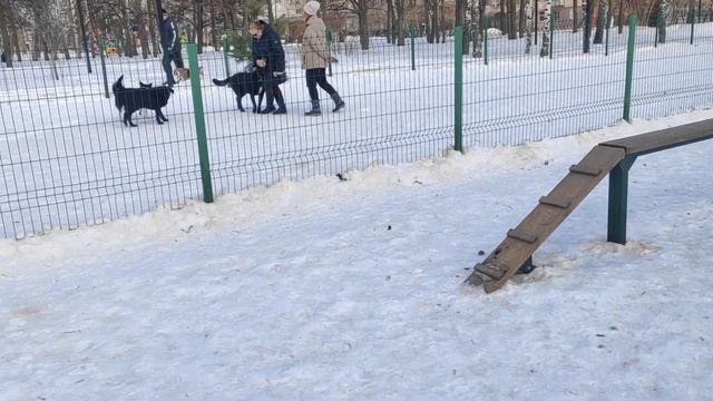 дрессировка собак Маламут 7 спс