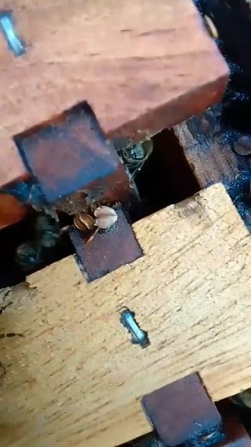 propolised hive beetles смотреть онлайн