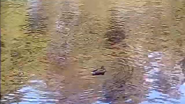 Прогулка в летнем саду 2018 год