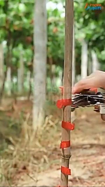 Tape Tool For Binding Plant Vines #shorts смотреть онлайн