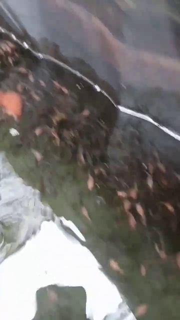 @tholeimam87 #kasihmakanlarva#feedshorts#vidioshorts#pemijahanlele #peternaklele#budidayaikanlele смотреть онлайн