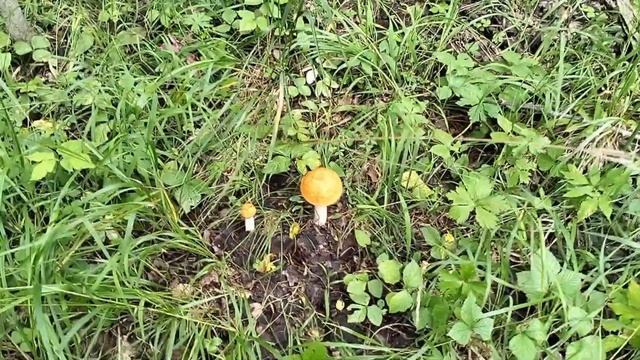 ЗАШЛИ В ЛЕС И УДИВИЛИСЬ! / Деревенька на Урале / Выпуск 31