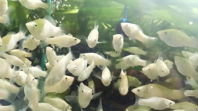 ВЕЛИФЕРА СНЕЖИНКА