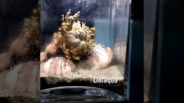 Rose of Jericho coming back to life смотреть онлайн