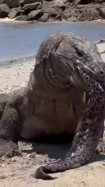 commono dragon 🐉🐉🐉🐲#shortvideo #youtubeshorts #murliwalahosla #shortvideo 15 Merciless смотреть онлайн