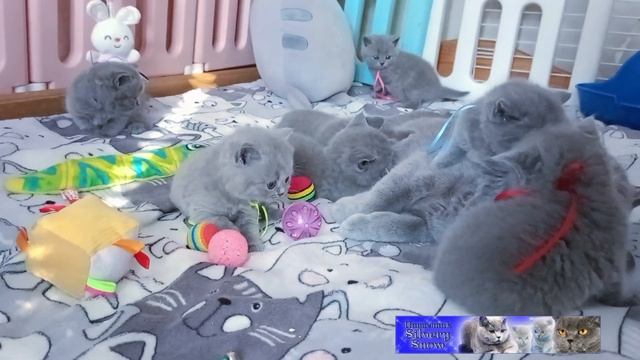 Голубые британские котята. помет от 8 января. Вспоминая, какие они были в возрасте 1 месяц