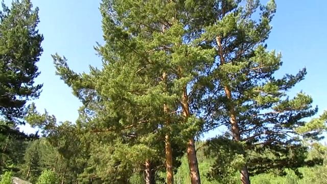 1-я спартакиада сотрудников Усть-Ордынского отделения ГАУ "МФЦ ИО" смотреть онлайн