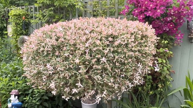 Stunning Salix Flamingo Willow Tree. Easy to Grow. Make a Garden Statement with this Eye Catcher. смотреть онлайн
