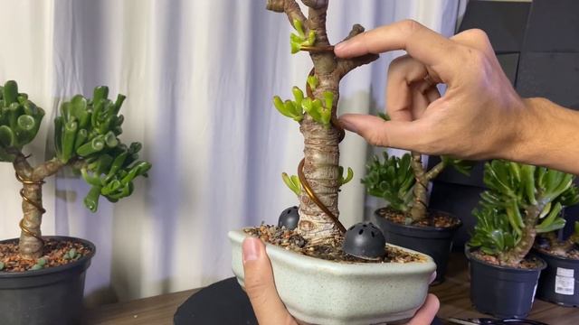 Criando uma mini árvore com uma orelha de shrek - Crassula ovata gollum - Parte 1 смотреть онлайн