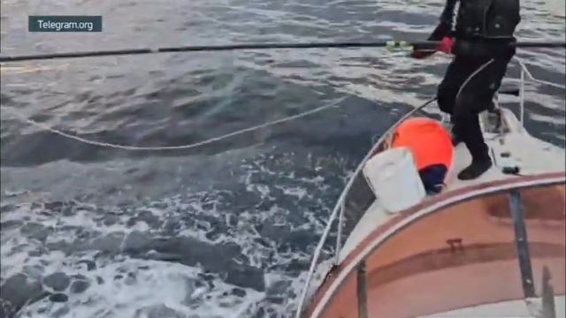 Кит спасён!Спасибо ученым