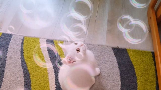 Приколы с котами. Стрекочут котята. Звук огонь! Прикол! смотреть онлайн