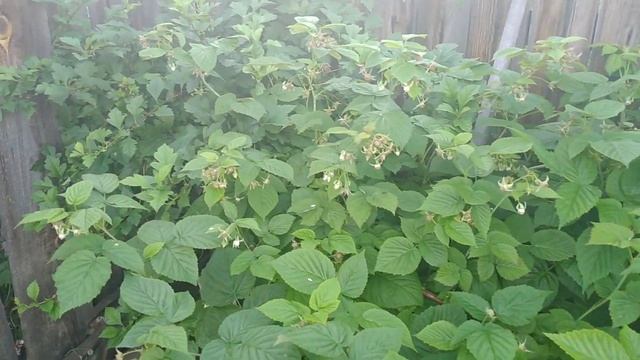 Жизнь в загородном доме/Обзор моего сада 11 июля ч 2. Картошку окучила, уже цветёт #vlog #garden смотреть онлайн