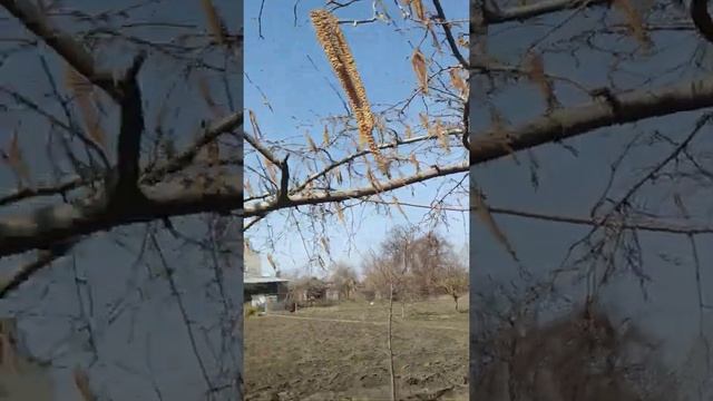 ПРИШЛА ВЕСНА/ПРОВЕРКА ОГОРОДА смотреть онлайн