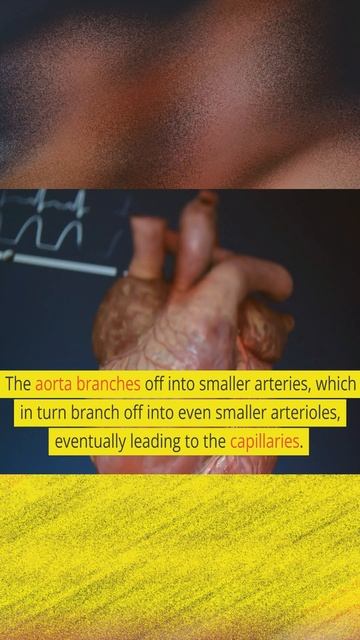 Circulation of blood #bloodcirculation #humanbody #humanbodyparts смотреть онлайн