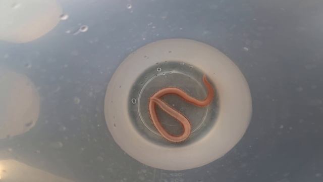 Glycera dibranchiata смотреть онлайн