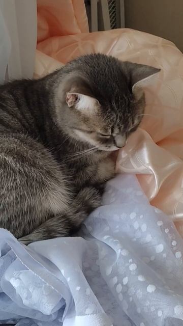 Все, что нельзя, Барса любит делать смотреть онлайн