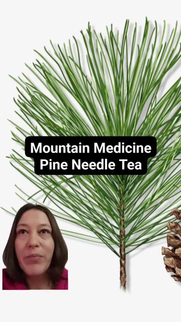 Mountain Medicine: Pine Needle Tea