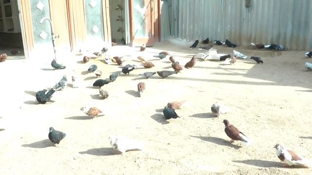 Николаевские голуби смотреть онлайн