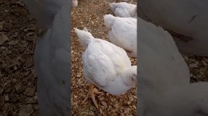 выращивание бройлеров в теплице. посадила на дешевый корм. взвешиваем-28 дней