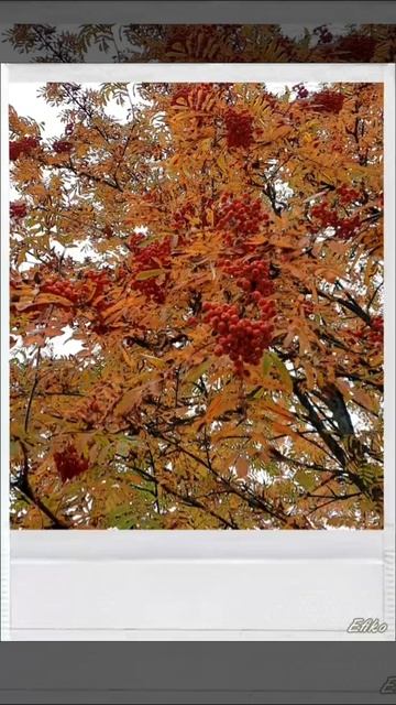 Осенняя рябина 🍂🍂🍂🍂 смотреть онлайн