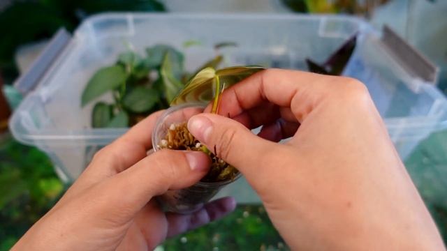 BEST Plant Propagation Method! | Propagation Bin from START TO FINISH | HOW TO propagate any plant смотреть онлайн