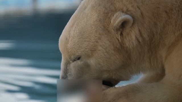The Ultimate Battle: POLAR BEAR Vs GORILLA - Who Would Win?