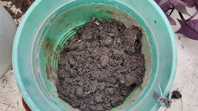 How to repot sweet potato vine - by Susmita #plant #repot #sweetpotatovine #kuch khass смотреть онлайн