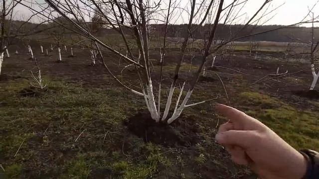 сад привели в порядок))