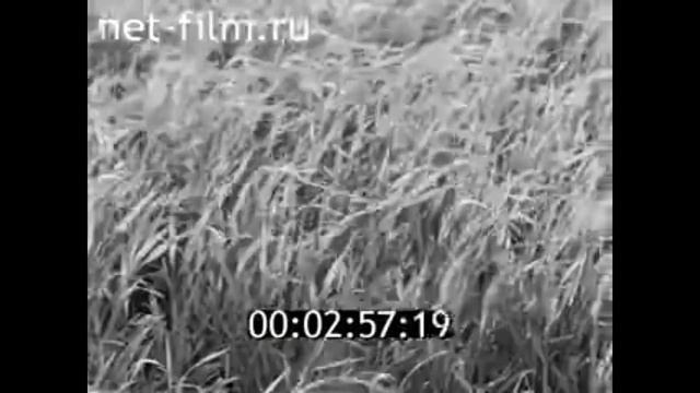 1982г. с.Казанбаш колхоз Известия Арский район Татарстан смотреть онлайн