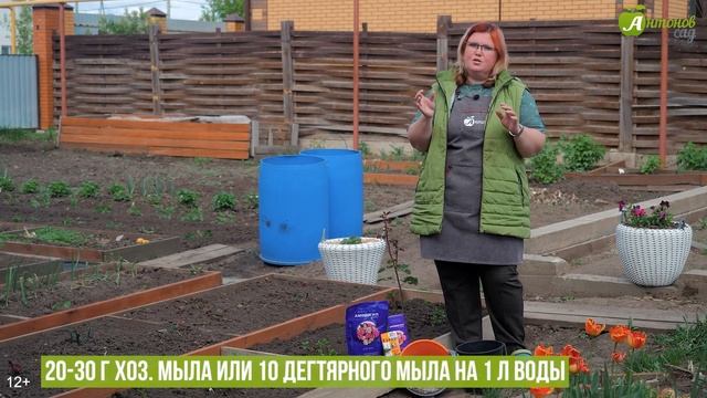 Тли на розах больше не будет! Самые эффективные средства от тлей смотреть онлайн