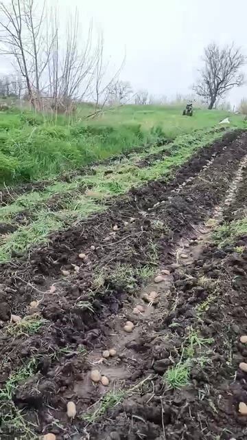 Посадка картошки в Мульчу! Жизнь в деревне! смотреть онлайн