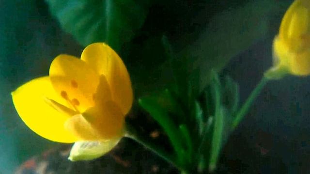 Sternbergia Lutea