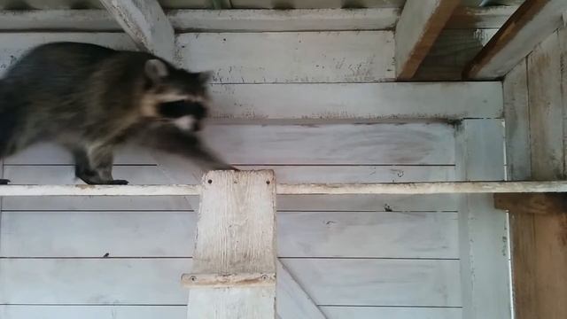 Нервный Крошка Енот