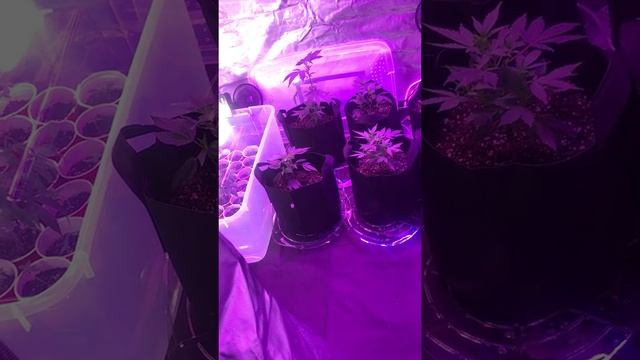 New 5x5 grow tent with 2 LED grow lights legal grow 6 plants смотреть онлайн