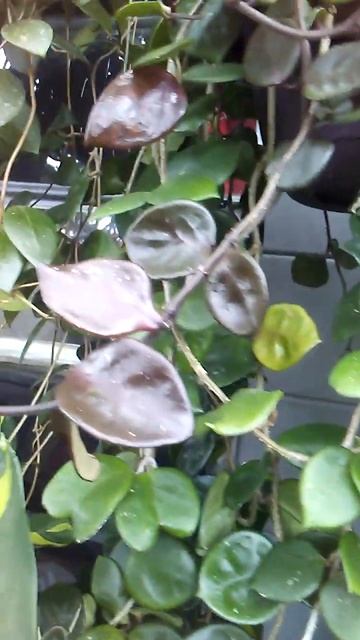 Plant of the day: HOYA CHELSEA смотреть онлайн