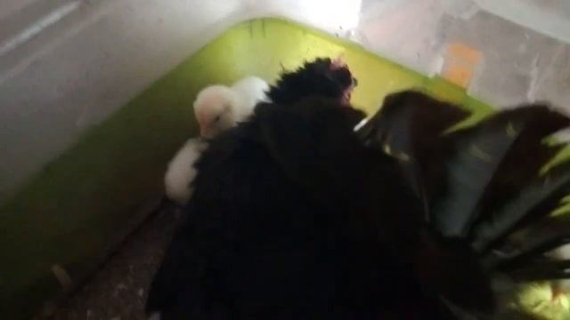 бентамки ,,наседки,,