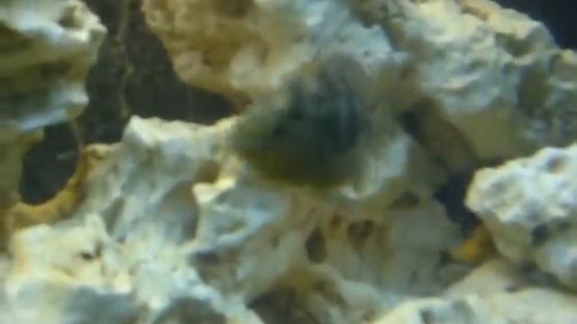 Malawi Cichlids смотреть онлайн