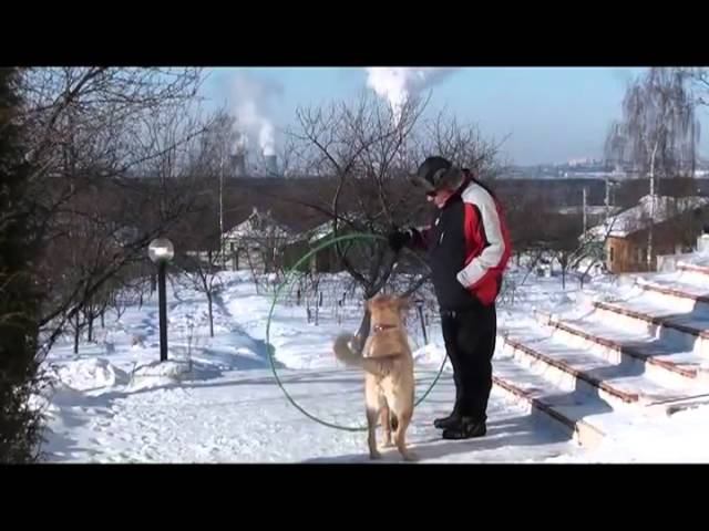 Обучение Найды - Обруч